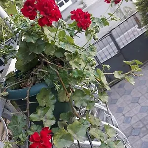 Izolda Проживание в семье